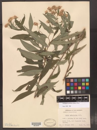 Doellingeria umbellata