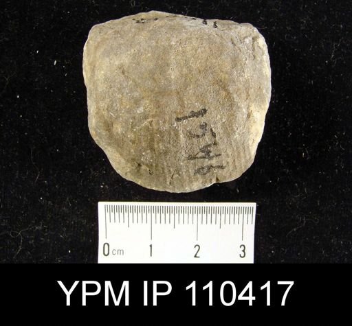 Brachyprion philomena