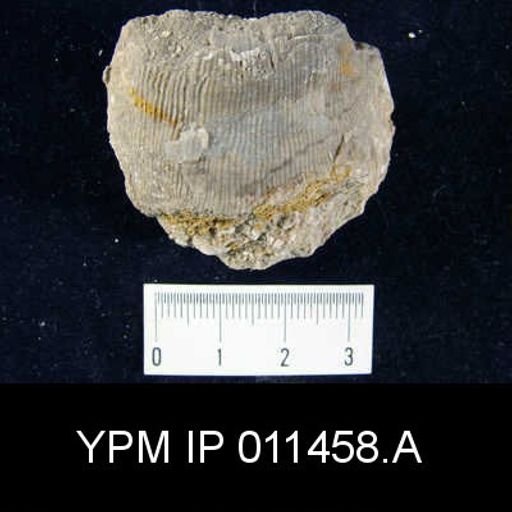 Linoproductus cora