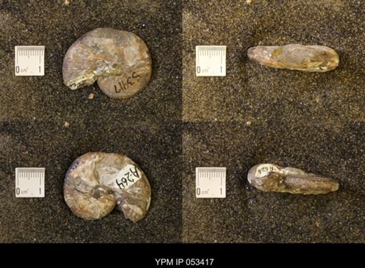 Discoscaphites conradi