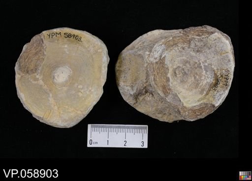 Xiphactinus sp.