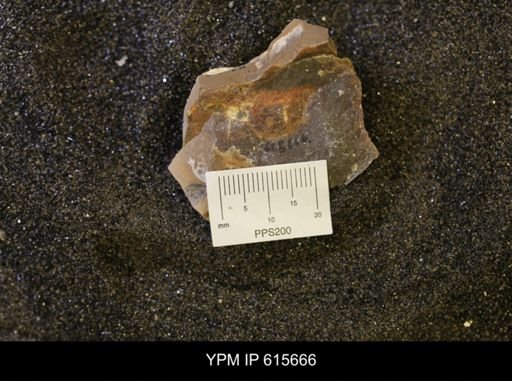 undet. Bivalvia