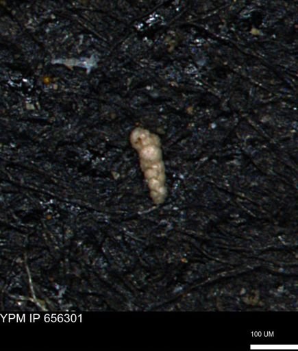 Verneuilinoides kansasensis