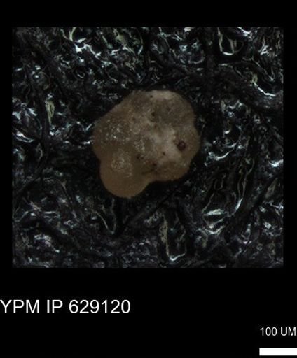 undet. Rugoglobigerinidae