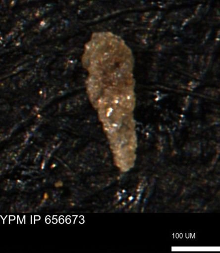 Verneuilina canadensis