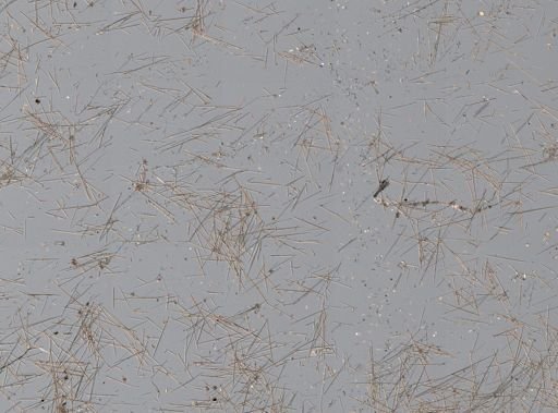 Clathria (Microciona) sp.