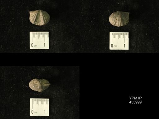 Platystrophia amoena