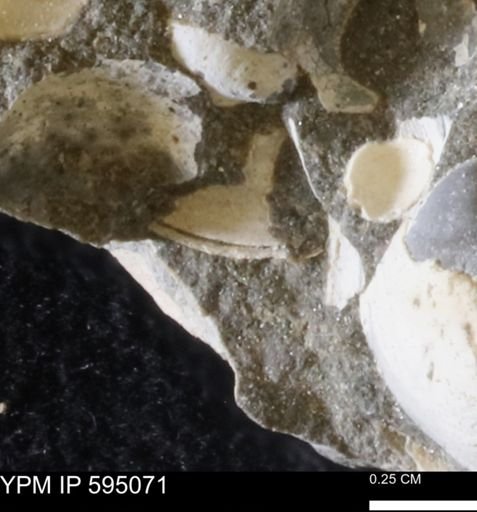Protocardia sp.