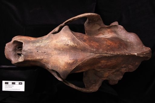 Ursus arctos gyas