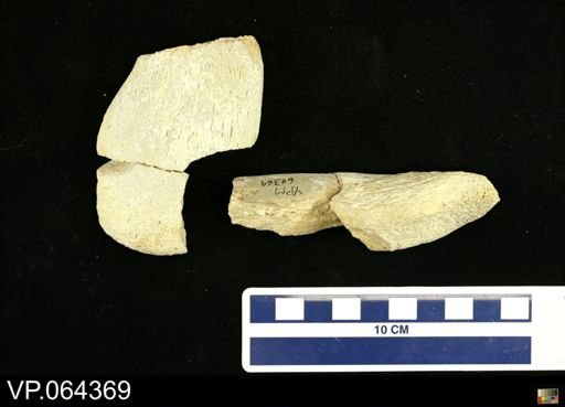 undet. Plesiosauridae