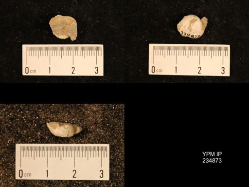 Marginifera fragilis
