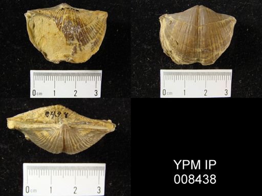 Spirifer marionensis