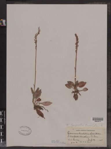 Peramium tesselatum