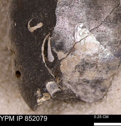 undet. Bivalvia