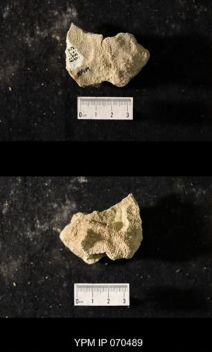 Favosites louisvillensis