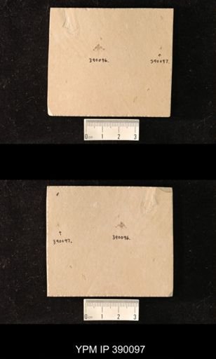 undet. Diptera