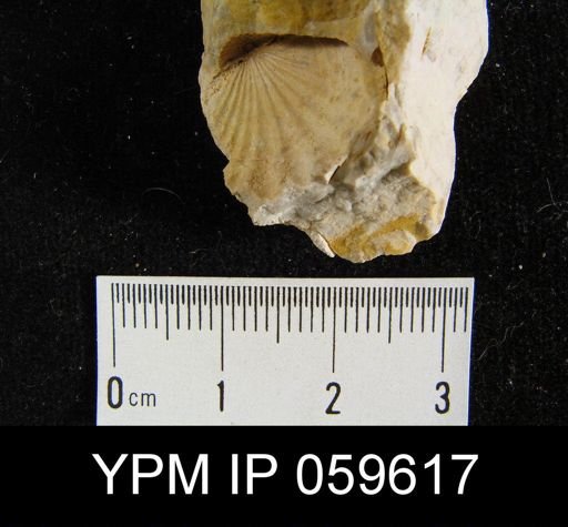 Leptocoelia flabellites