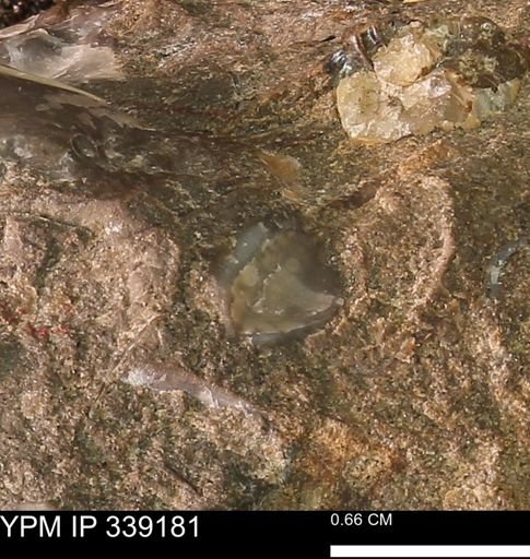 undet. Mollusca