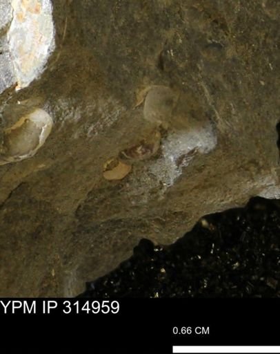 undet. Scaphitidae