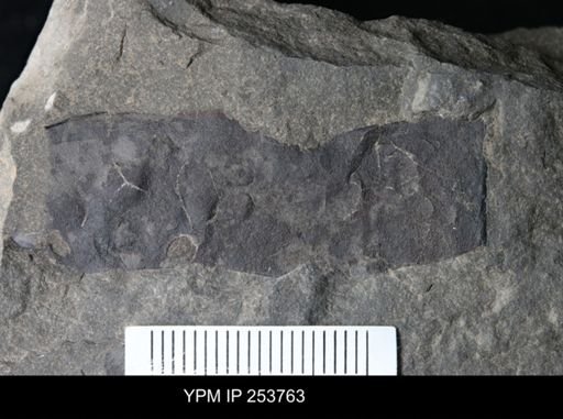 Eurypterida