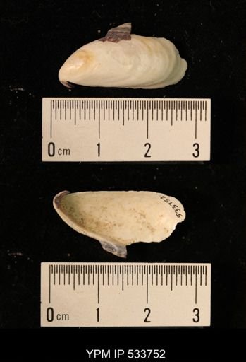 Mytilus edulis