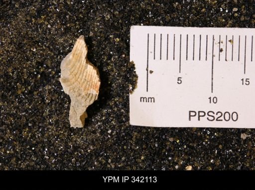 undet. Mollusca