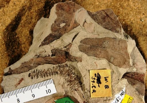 Platycarya americana
