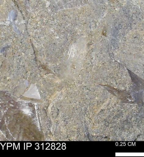 undet. Bivalvia