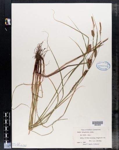 Carex lanuginosa