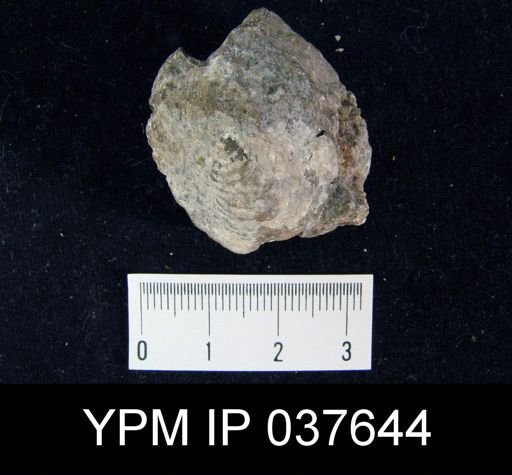 Striatifera pinniformis