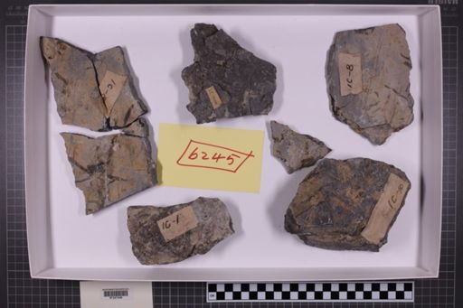 mixed taxa, stratigraphic collection
