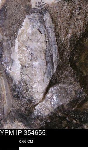 Pseudoptera subtortuosa