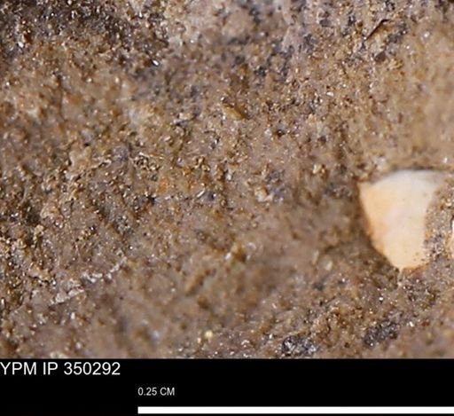 undet. Mollusca