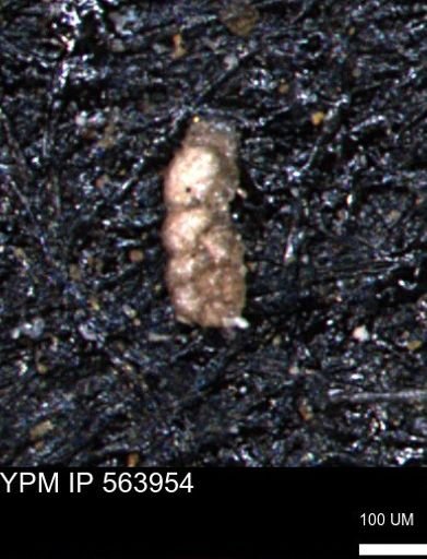 Ammobaculoides phaulus