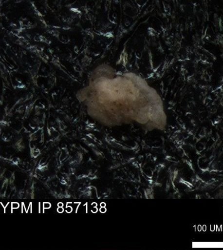 undet. Foraminiferida