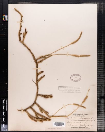 Lycopodium clavatum