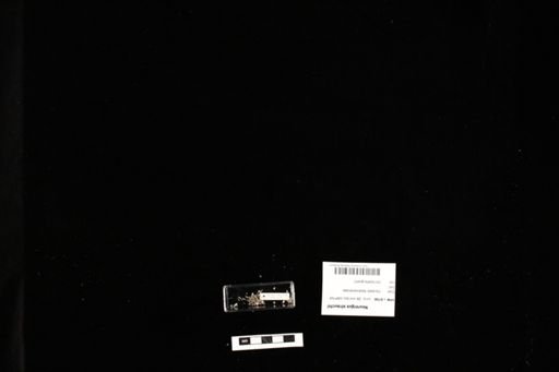 Neurergus strauchii