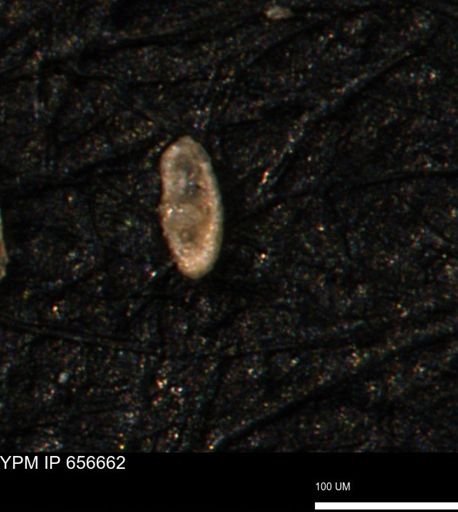 Spirolocammina planula