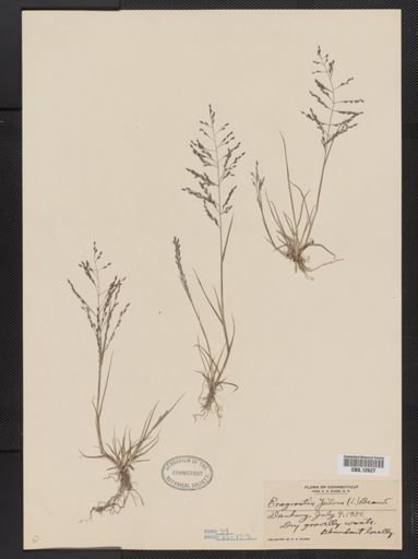 Eragrostis pilosa