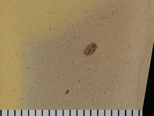 Coleoptera