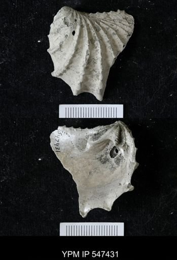 Pterotrigonia sp.