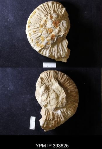 Prionocyclus sp.