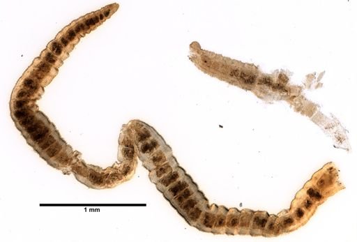 Peosidrilus coeloprostatus