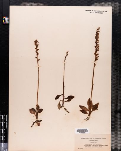 Goodyera tesselata