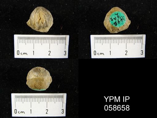 Uncinulus sp.