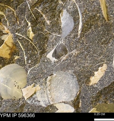 Limopsis striatopunctatus