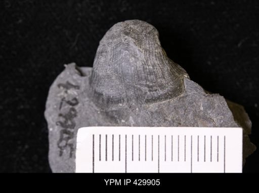 Retispira (Bucanopsis) leda