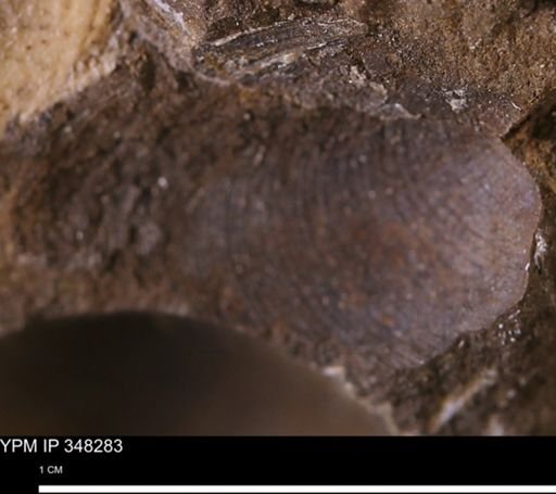 Limopsis striatopunctatus