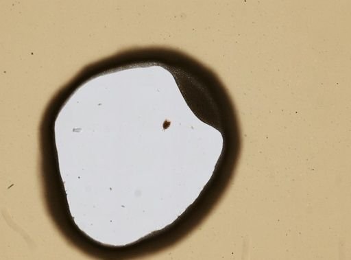Rotifera