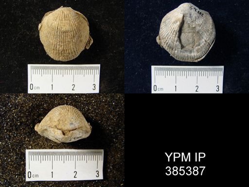 Atrypa sp.